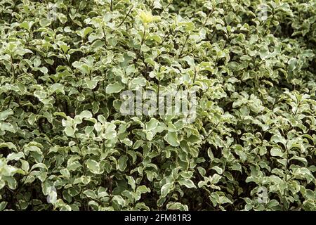 Pittosporum tenuifolium Variegatum Stockfoto