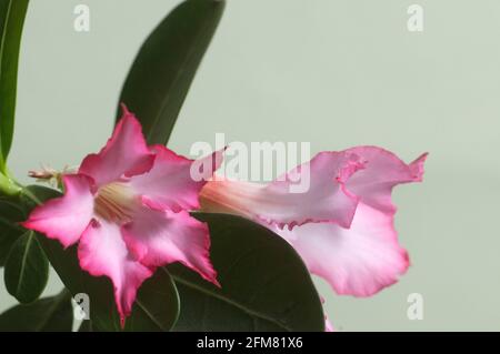 Adenium obesum Blume, Nahaufnahme, lokaler Fokus Stockfoto