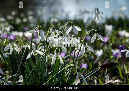 Galanthus nivalis - Schneeglöckchen Stockfoto