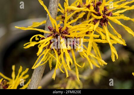 Hamamelis x intermedia „Amanda“ Stockfoto