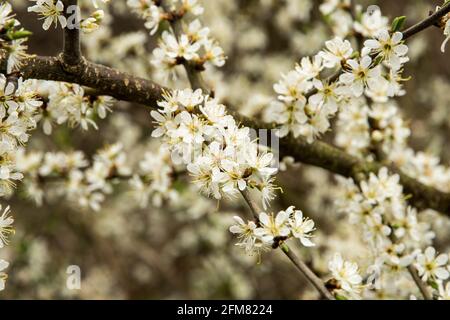 Prunus cerasifera Stockfoto
