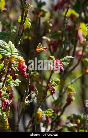 ribes sanguineum blüht im frühen Frühjahr in der Garten Stockfoto