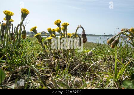 Tussilago farfara Stockfoto