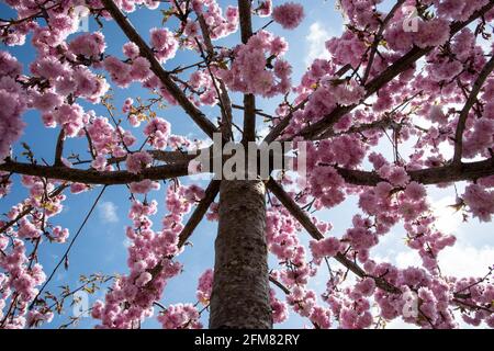 Prunus serrulata 'Kiku-shidare' Stockfoto