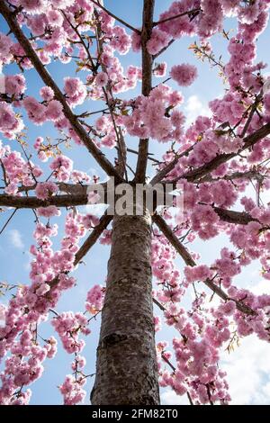 Prunus serrulata 'Kiku-shidare' Stockfoto