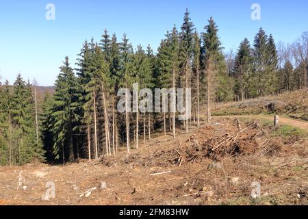 Ausbeutung der Kiefernwälder an einem sonnigen Tag. Die Baumstümpfe und Baumstämme zeigen, dass Übernutzung zu Entwaldung führt, die Umwelt und Rost gefährdet Stockfoto