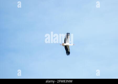 Ein Storch fliegt hoch am blauen Himmel Stockfoto