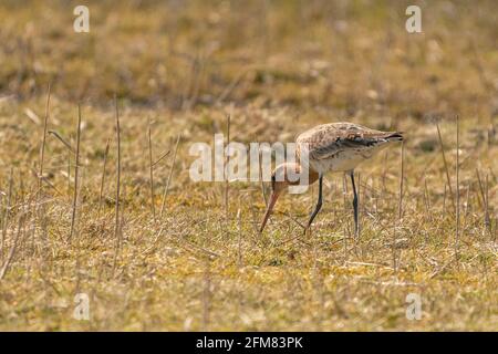 Männlicher Schwarzschwanz-Godwit, der auf Gras und Schilf steht. Auf der Suche nach Nahrung beim Gehen, goldene Farben Stockfoto