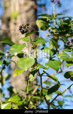 Evy Hedera Helix mit schwarzen Früchten Stockfoto