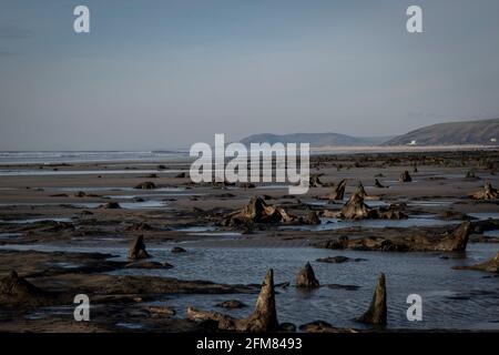 Der versteinerte Wald bei Borth, während die Flut vorbei ist Stockfoto