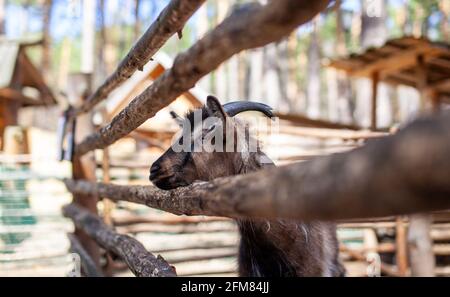 Eine gehörnte Ziege schaut durch einen Holzzaun hinaus. Das Tier bittet die Besucher um Nahrung. Ländliche Ecke. Stockfoto