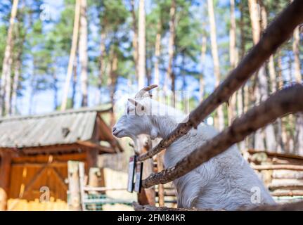 Eine gehörnte Ziege schaut durch einen Holzzaun hinaus. Das Tier bittet die Besucher um Nahrung. Ländliche Ecke. Stockfoto