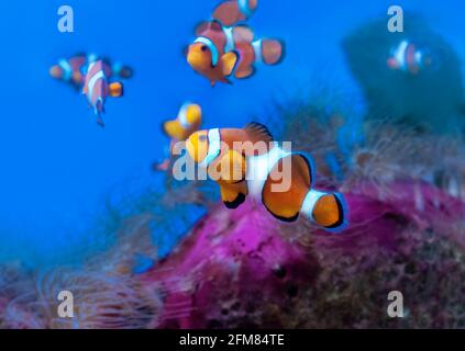 Ocellaris Clownfisch unter den Tentakeln einer Anemone. Tropische Fische im Korallenriff. Makro Stockfoto