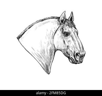 Schönes Pferd. Bleistift Portrait von einem Pferd. Equine Zeichnung. Stockfoto