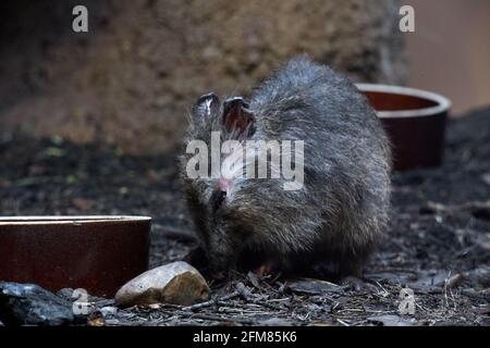 TSCHECHISCHE Rep., ZOO PRAHA - 11. JUN 2020: Langnasiger Potoroo (potorous tridactylus). Tschechisch: Klokanek krysi. Stockfoto