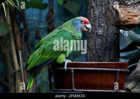 TSCHECHISCHE Rep., ZOO PRAHA - 11. JUN 2020: rotschwanzamazone (Amazona brasiliensis), Rotschwanzpapagei. Tschechisch: Amazonasischer Rudoocasy. Stockfoto