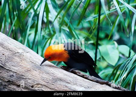 TSCHECHISCHE Rep., ZOO PRAHA - 11. JUN 2020: Scharlachrote Amblyramphos holosericeus. Tschechisch: Vlhovec cervenohlavy. Stockfoto