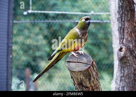 TSCHECHISCHE Rep., ZOO PRAHA - 11. JUN 2020: Eingrabende Papagei (Cyanoliseus patagonus), eingrabende Papagei, patagonische Konure. Tschechisch: Papousek patagonsky. Stockfoto