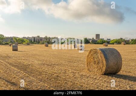 Strohkugeln in einem ländlichen Feld in der mallorquinischen Stadt Von Porreres im Morgengrauen Stockfoto