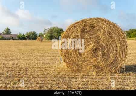 Strohkugeln in einem ländlichen Feld in der mallorquinischen Stadt Von Porreres im Morgengrauen Stockfoto