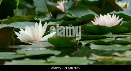 Weiße Seerose in voller Blüte an einem Teich mit Weiches Licht und aus Froschperspektive Stockfoto