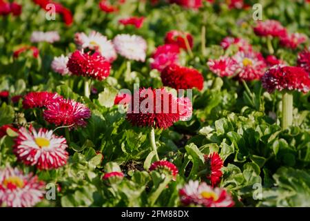 Bellis perennis Garten mehrjährige rosa Gänseblümchen. Horizontaler Federhintergrund. Bunte Blumen in einem Blumenbeet wachsen. Helles Sonnenlicht, Vollformat. A Stockfoto