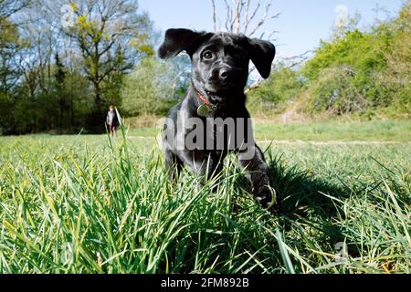 Zwölf Wochen alter schwarzer Labrador-Welpe, der auf einem Feld spielt Stockfoto