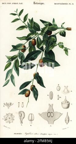 Chinesisches Datum oder Jujube, Ziziphus jujuba. Zizyphus vulgaris. Jujubier Kultiv. Handkolorierter Stahlstich von Felicie Fournier nach einer Illustration von Louis Joseph Edouard Maubert aus Charles d'Orbignys Dictionnaire Universel d'Histoire Naturelle (Universal Dictionary of Natural History), Paris, 1849. Stockfoto