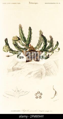 Sternblume, Orbea variegata. Westkap, Südafrika. Stapelia variegata. Stapelia panachee. Handkolorierter Stahlstich von Felicie Fournier nach einer Illustration von Louis Joseph Edouard Maubert aus Charles d'Orbignys Dictionnaire Universel d'Histoire Naturelle (Universal Dictionary of Natural History), Paris, 1849. Stockfoto