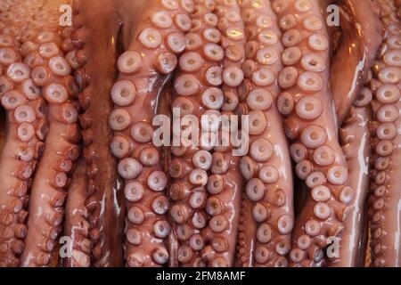 Auf einem Fischmarkt in Busan, Südkorea, hängen Octopus-Arme und -Sauger aus Stockfoto