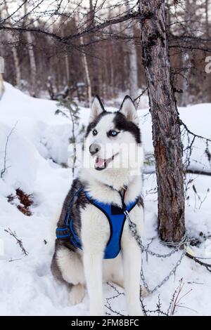 Huskies im Kinderzimmer für Hunde im Winter Stockfoto