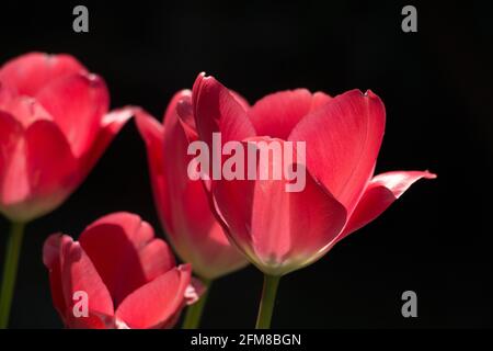 Sonnendurchflutete, leuchtend rote Tulpenblüten, Tulipa, blühend im Frühling, Nahaufnahme von der Seite, dunkler Hintergrund Stockfoto