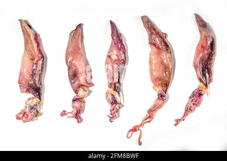 Rohe frische Meeresfrüchte Tintenfisch, Baby-Tintenfisch isoliert auf weißem Hintergrund Stockfoto
