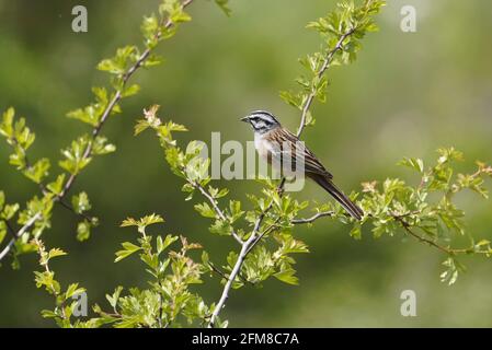 Rock Bunting, (Emberiza cia) Rüde, der im Frühjahr in einem Weißdornbusch thront. Andalusien, Spanien. Stockfoto