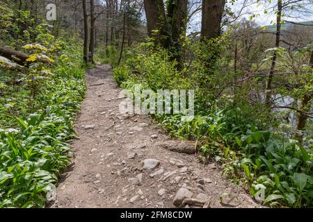 Eine frühe Frühlingsansicht des Fußweges auf Torrington Commons, zwischen dem historischen Rolle Canal und dem Fluss Torridge, Great Torrington, Devon, England Stockfoto