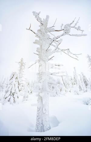 Winter-Berglandschaft, im Winter mit Eis und Schnee bedeckte Bäume im Karkonosze-Gebirge. Stockfoto
