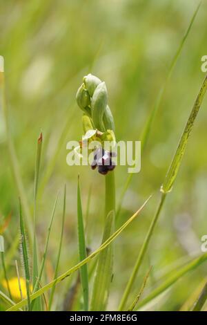 Düstere Biene - Orchidee, Ophrys algarvensis, Andalusien, Südspanien. Stockfoto