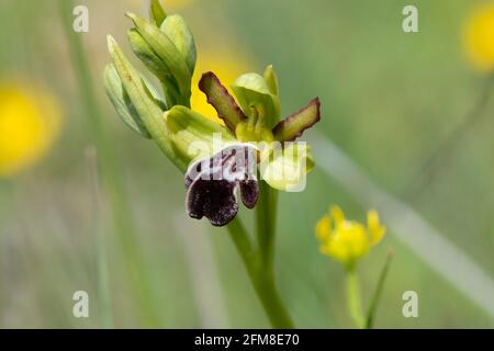 Düstere Biene - Orchidee, Ophrys algarvensis, Andalusien, Südspanien. Stockfoto