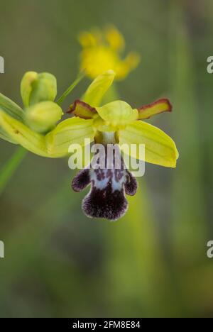 Düstere Biene - Orchidee, Ophrys algarvensis, Andalusien, Südspanien. Stockfoto