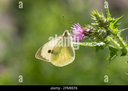 Große weiße, Kohlschmetterling, Kohlweiß, Piers brassiere, ruht auf Thistle, Andalusien, Spanien. Stockfoto