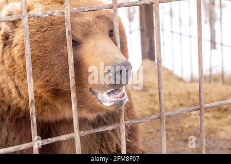 Braunbär in einem Käfig in Kamtschatka Stockfoto