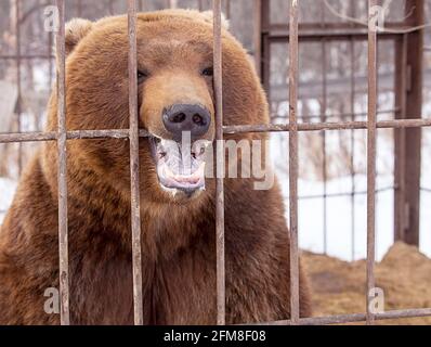Braunbär in einem Käfig in Kamtschatka Stockfoto