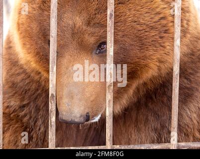 Braunbär in einem Käfig in Kamtschatka Stockfoto