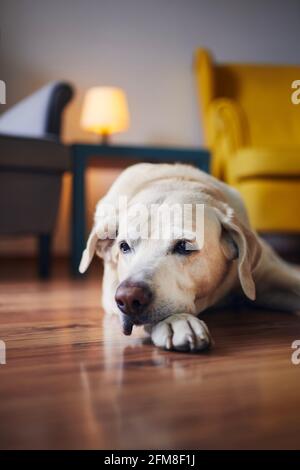 Häusliches Leben mit Haustieren. Porträt eines älteren Hundes zu Hause. Gelangweilter labrador Retriver, der sich gegen Stühle legt. Stockfoto