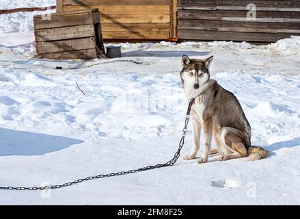 Huskies im Kinderzimmer für Hunde im Winter Stockfoto