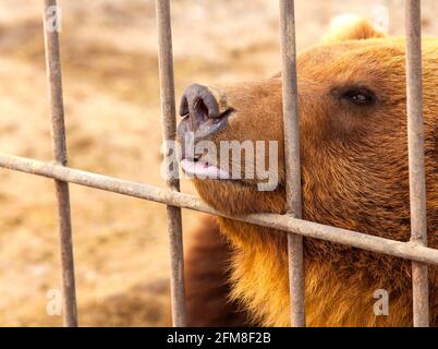 Braunbär in einem Käfig in Kamtschatka Stockfoto