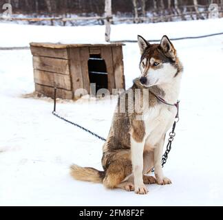 Huskies im Kinderzimmer für Hunde im Winter Stockfoto