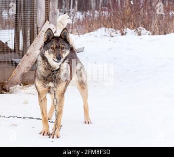 Huskies im Kinderzimmer für Hunde im Winter Stockfoto