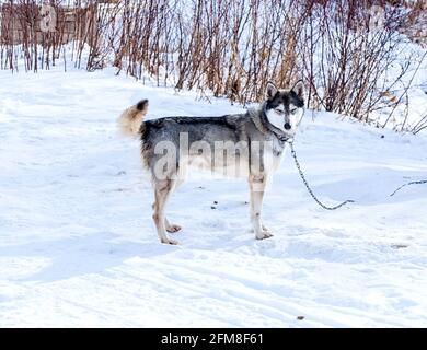 Huskies im Kinderzimmer für Hunde im Winter Stockfoto