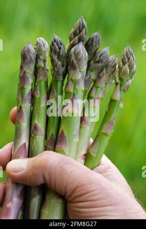 Spargel pflücken. Stockfoto